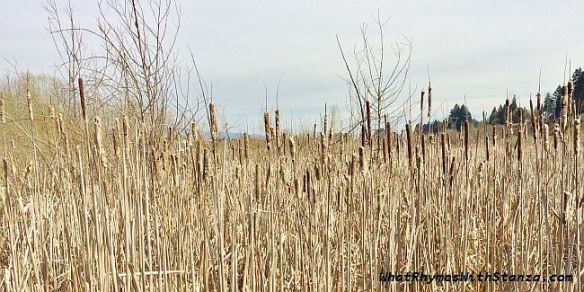 cattails