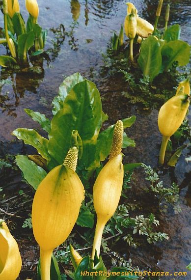 Skunk Cabbage