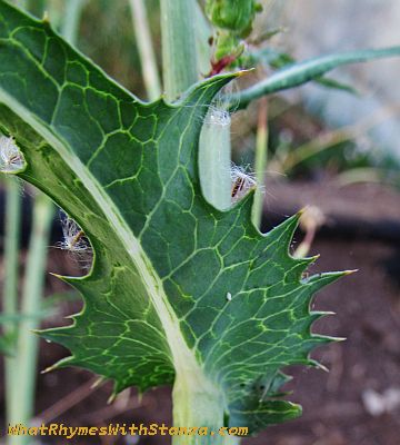 It might behoove me to wear gloves when pulling this weed.