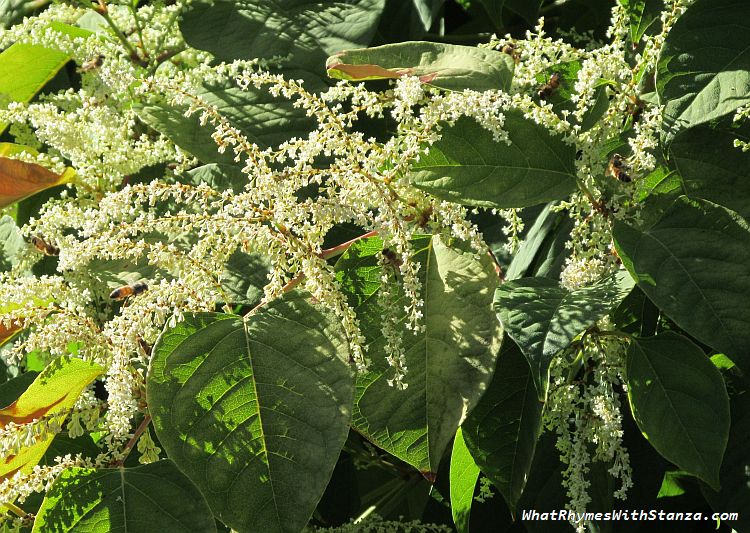 knotweed