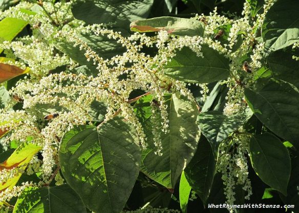 knotweed