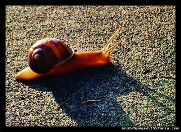 snail