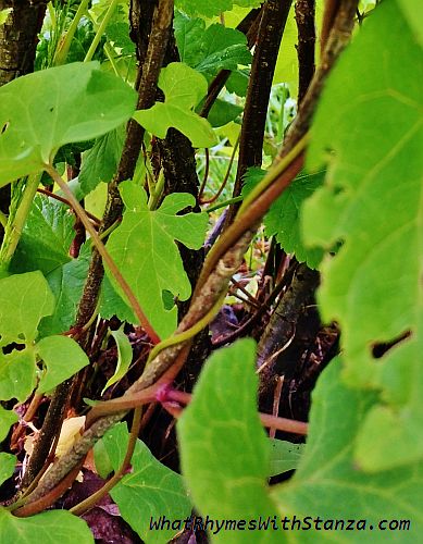 Entangled | What Rhymes with Stanza?
