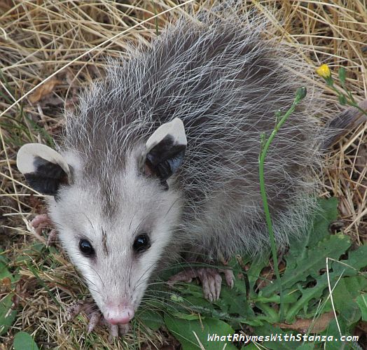 opossum