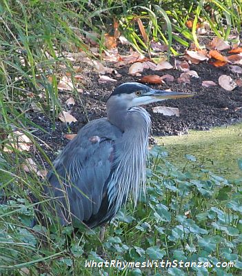heron1