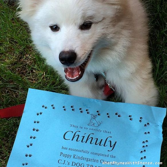 puppy-grad
