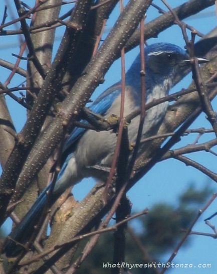 scrub jay