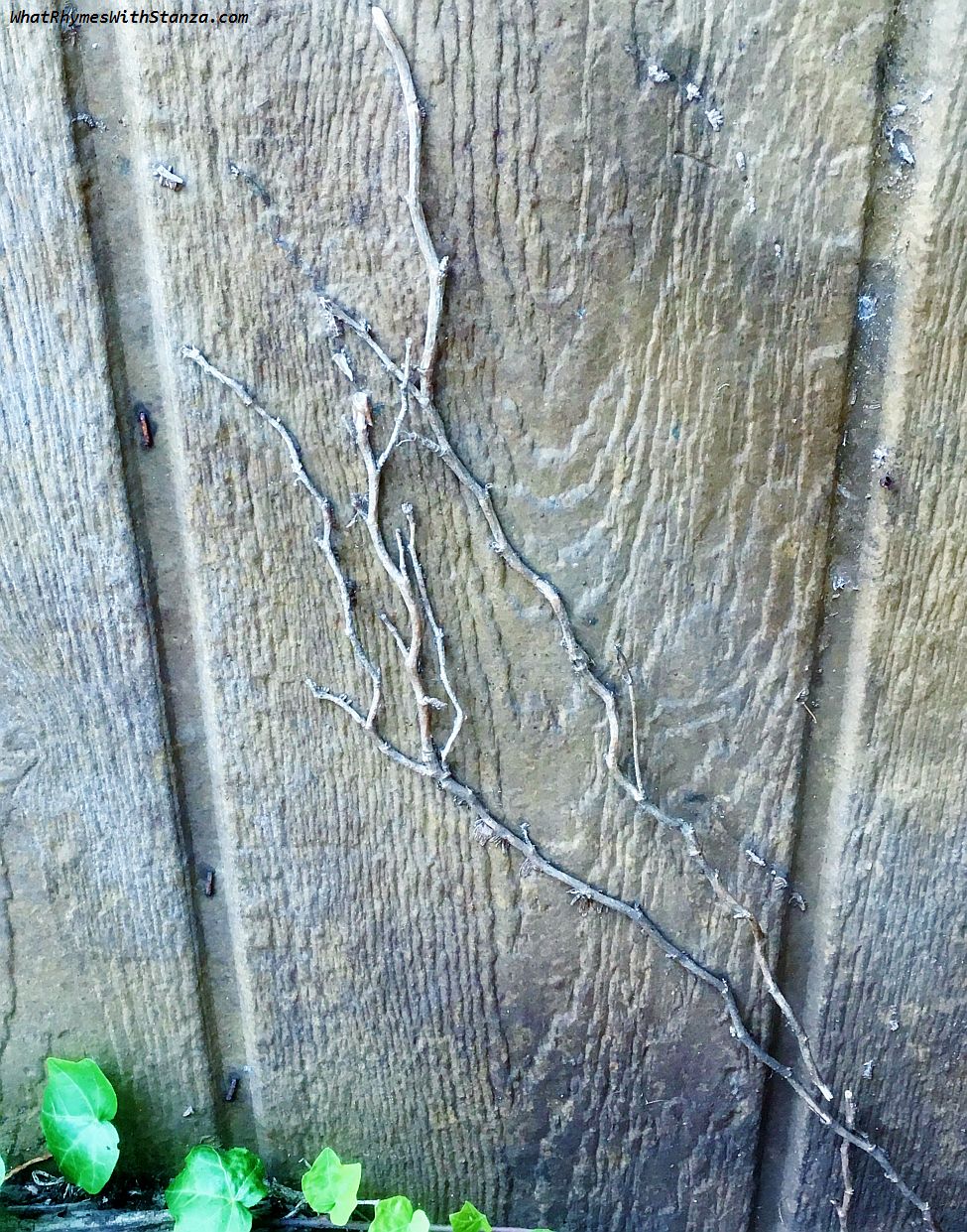 ivy 2