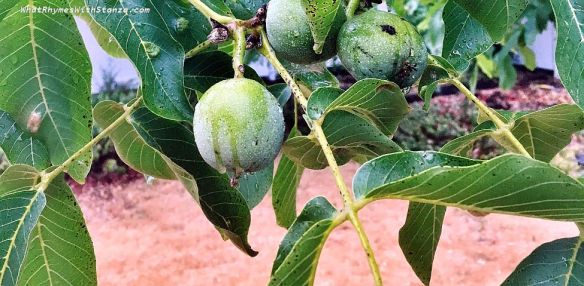 green walnut 1