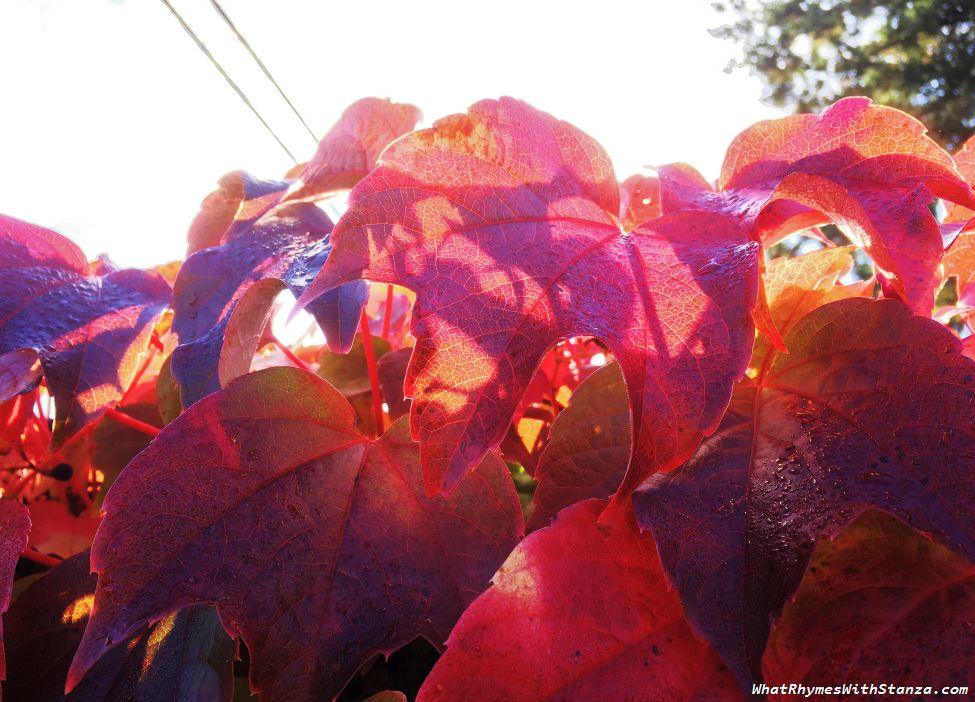 30 leaves1