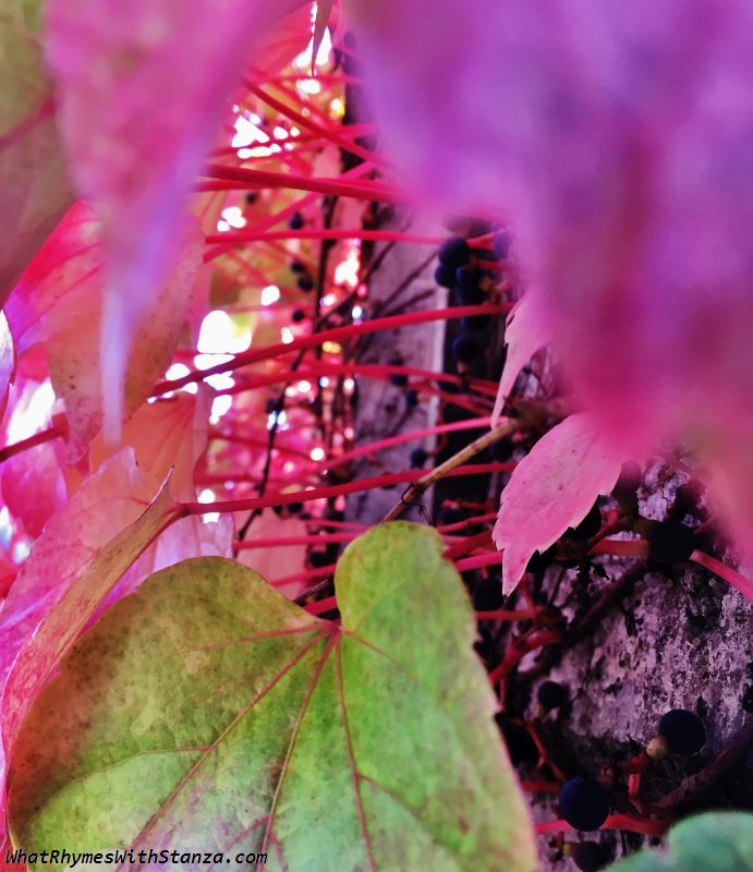 30 leaves2