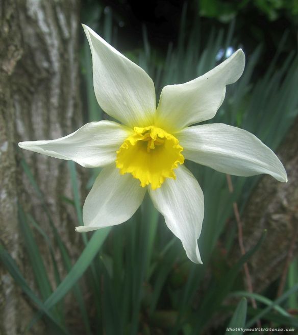 jonquil