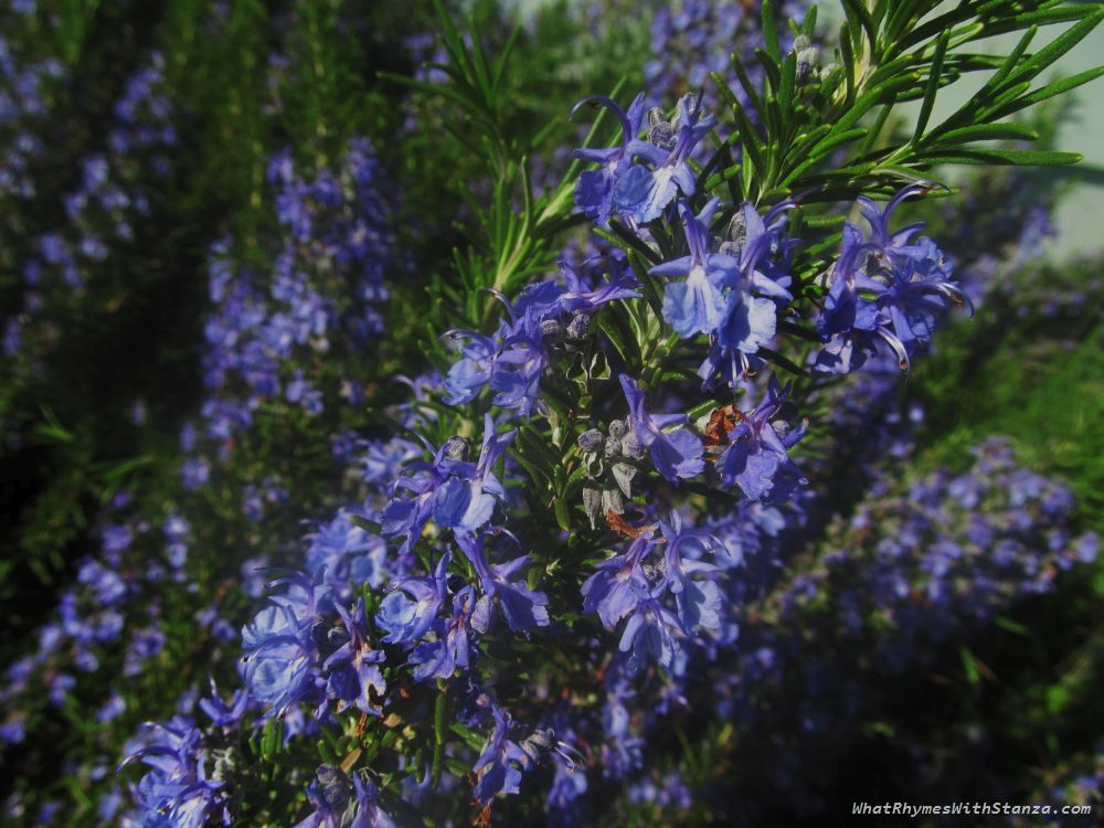 rosemary3