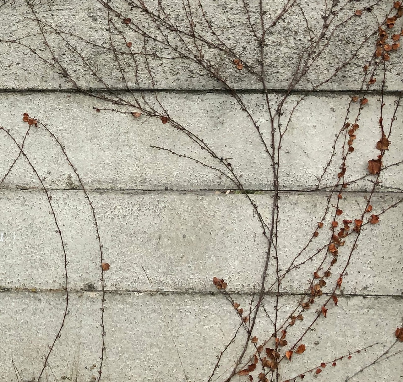 wall