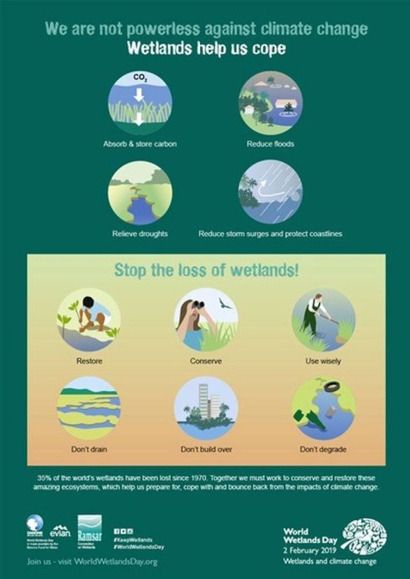 wetland Infographic