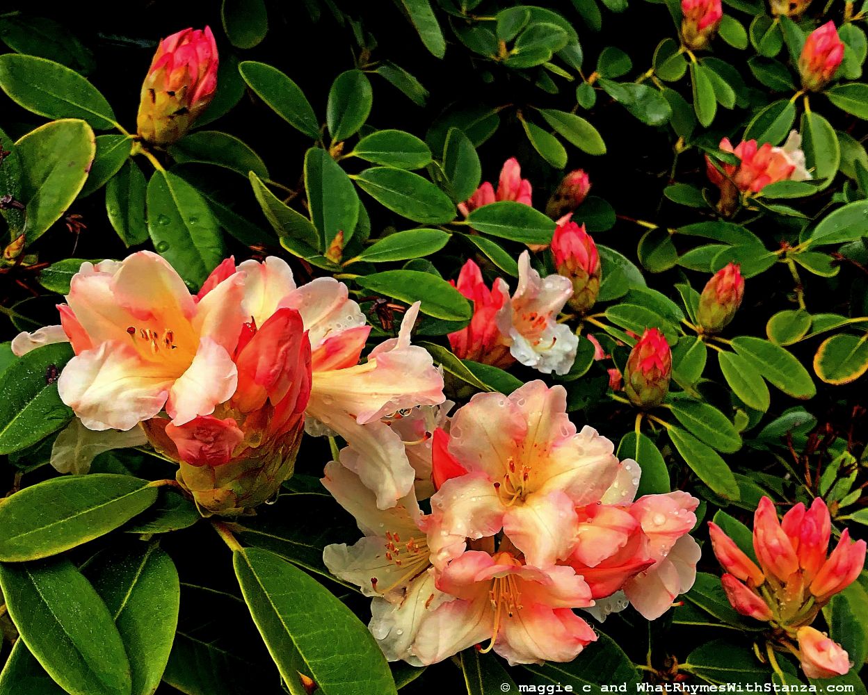 rhodie 1