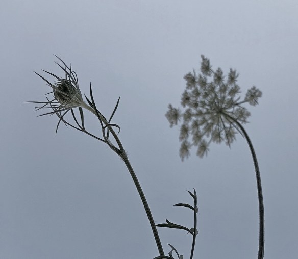 wild carrot2